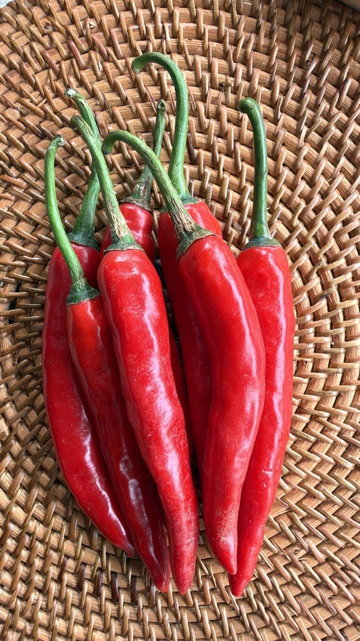 CABE MERAH BESAR