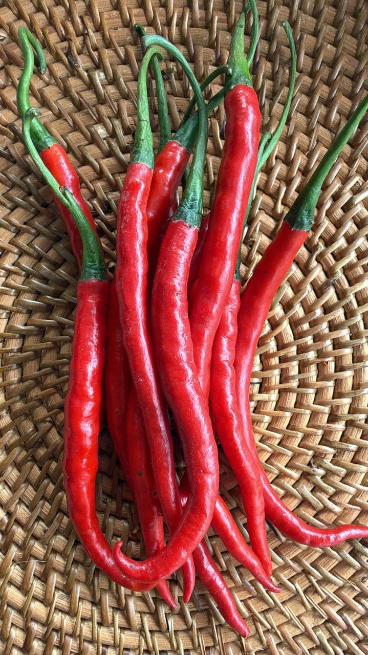 CABE MERAH KERITING