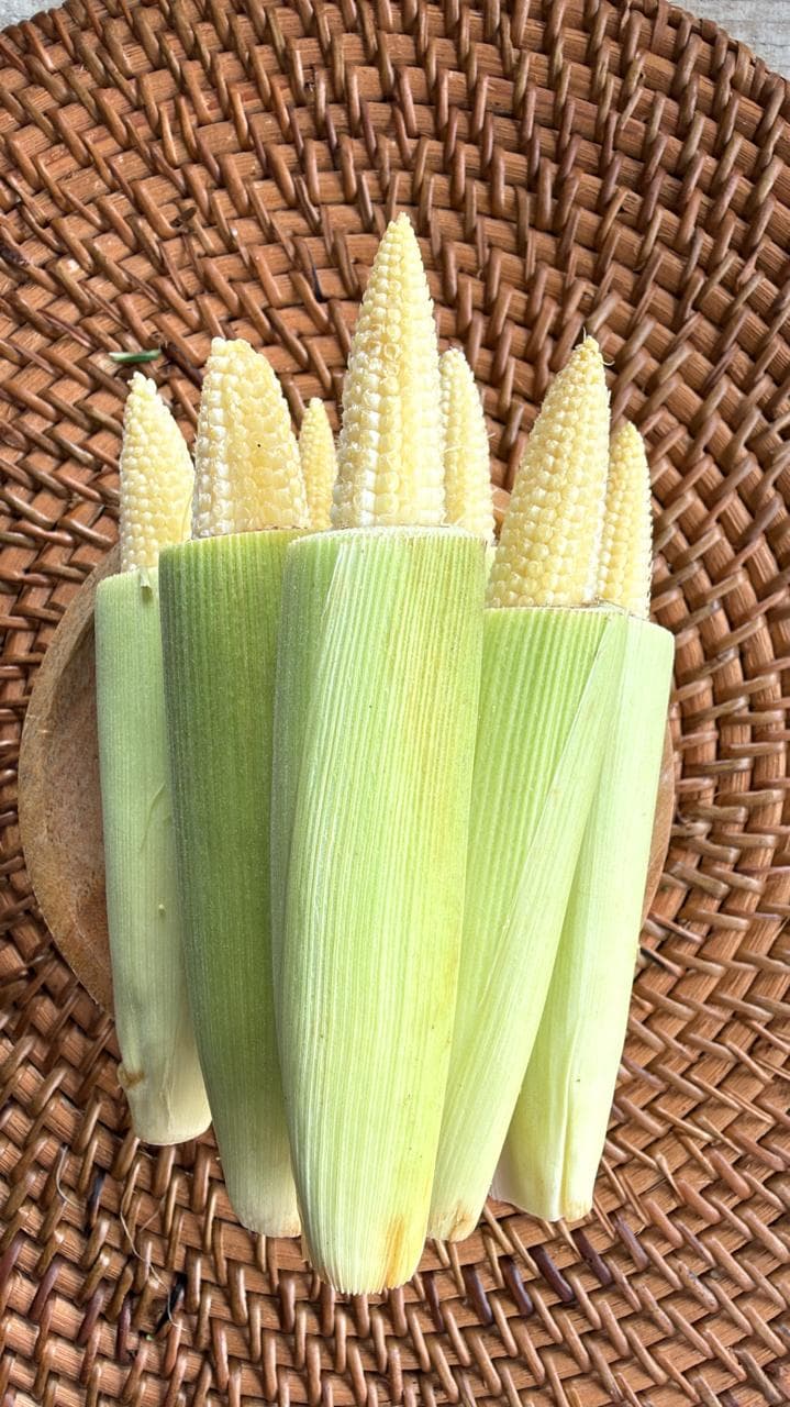 JAGUNG KECIL/PUTREN/SOLENG